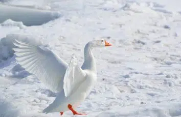 Jak jeść zimą, by nie utyć?