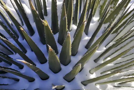 Czym są napoje aloesowe i do czego mogą się przydać?