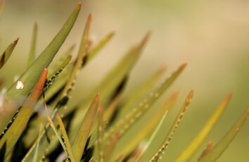 Do czego może nam posłużyć aloes?