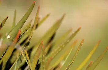 Do czego może nam posłużyć aloes?