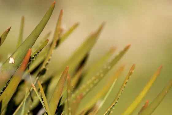 Do czego może nam posłużyć aloes?