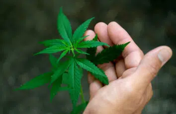 Medyczna marihuana – mechanizm działania THC, legalność, zalety i wady stosowania, stosowanie w pediatrii