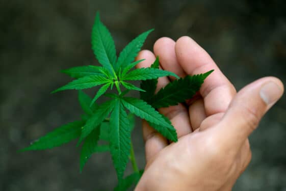 Medyczna marihuana – mechanizm działania THC, legalność, zalety i wady stosowania, stosowanie w pediatrii