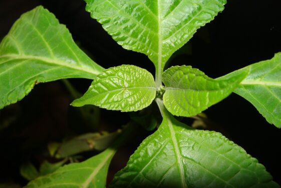Szałwia Wieszcza (Salvia Divinorum) - roślina, która umożliwia wyjście z Matrixa